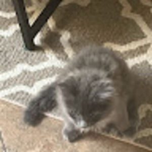 Meet your Posher, Logan